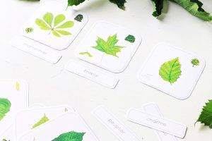 Comment créer des cartes de nomenclature Montessori ? | Milk Tea Time