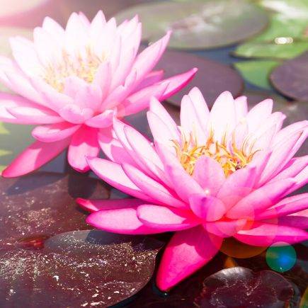 signification fleur de lotus