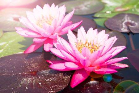 signification fleur de lotus
